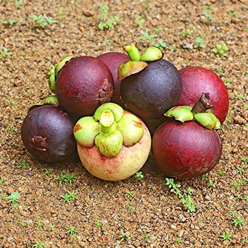 semi di mangostano da giardino all'aperto semi da giardino 50pcs