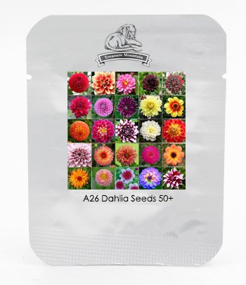 Resistente al calor semi diversi perenne Dalia, paquete profesional, 50 semi/paquete, Luce profumato giardino Bonsai