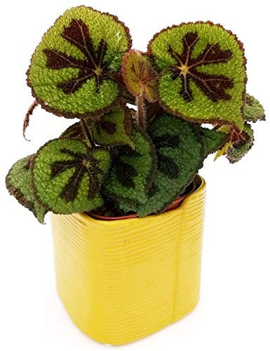 POWERS TO FLOWERS - BEGONIA MASONIANA IN VASO CERAMICA CUBICO, pianta vera
