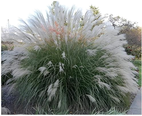 Stauden Gänge 10 x Miscanthus sinensis 'Yaku Jima' Chinaschilf winterhart | Mittelhohes Ziergras für Sonne, Blüte August bis Oktober, mehrjährig, 1 L Topf (11x11 cm)