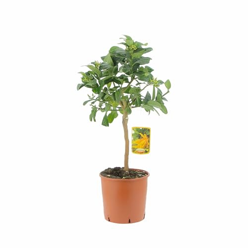 KENTIS - Buddhas Hand Citrus - Outdoor Obstbäume - Echte Zitruspflanzen für Balkon und Terrasse - H 70-80 cm Topf Ø 20 cm