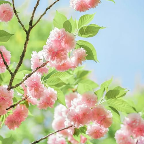 semi di ciliegio ornamentale decorazione del soggiorno, ornamentale resistente di ciliegio giardino, arbusti resistenti alla gione 200pcs