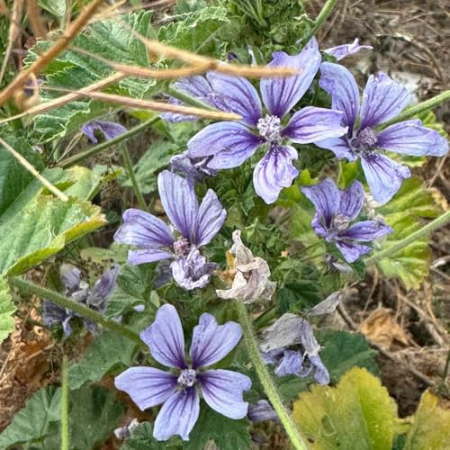 semillas de malva silvestre - jardín rocas resistente interior exóticas cubren 200pcs