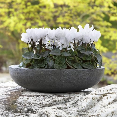 Ciclamino vaso semi biologici estivi giardino decorazione selvatici balcone serre balcone tetti verdi precoce 120pcs