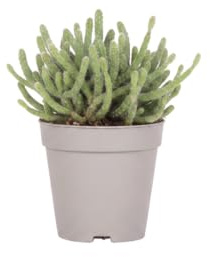 Planta Rhipsalis Baccifera Horrida Cactus Colgante DECOALIVE para Mesa y Estantería Maceta de 9 cm de Diámetro Altura 10 cm