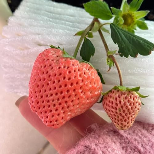 Semi di fragola perenni resistenti, esotiche, appartamento 200pcs