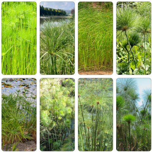 Cyperus papyrus - zimmerbonsai bonsai zimmerpflanze exotische zimmerpflanzen pflanzendeko hochbeet balkon hochbeete für garten pflanztöpfe balkongarten pflanzensamen topfpflanzen 450samen