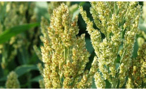 Sudangras Bovital 25 kg Hirsegras Sorghum Futterpflanze Massebildung Biogas