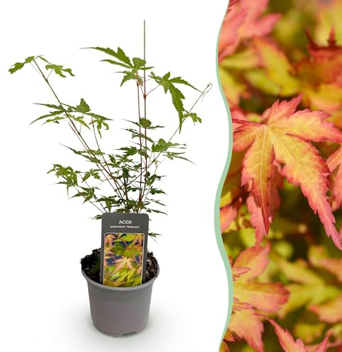 Ahorn Acer palmatum Sangokaku – 12cm – Höhe ca. 35cm – Hellgrünes Laub & goldene Herbstfärbung – Laubabwerfender pflegeleichter Zierstrauch