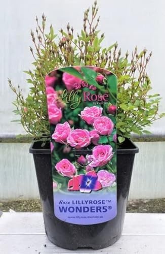Rosa 'Lilly Rose Wonder5' – Winterhart, Mehrjährig – Beetrose – Beet- & Kübelpflanze für Garten & Terrasse