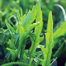 Arugula Sylvetta (Italian Rustic) Diplotaxis tenuifolia 5,000 Seeds