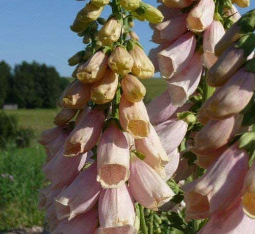 Abricotfarbener Fingerhut Digitalis purpurea 'Apricot' 250 Samen