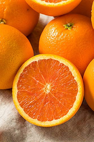 pianta di arancio Navelina albero di arancia varietà Navelina Età 2 anni pianta in vaso di arancio pianta vera di arance venduta da eGarden.store