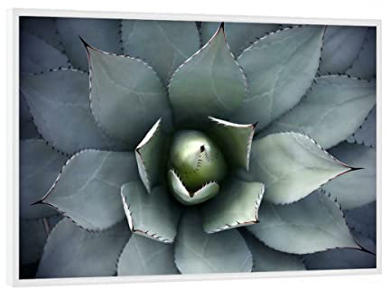 artboxONE Poster mit weißem Rahmen 18x13 cm Natur Agavenherz blau-grün - Bild Agave Agave Blatt