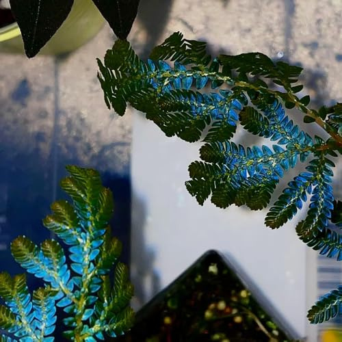 rose von jericho kaufen, winterhart deko wohnzimmer gewächshaus balkon gartenpflanzen 3zwiebeln