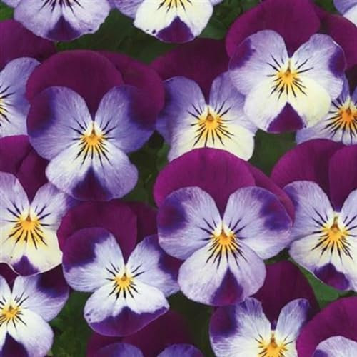 Helza Stiefmütterchen Ice Babies® White Purple Wing F1, Weiß Lila Flügel F1, Holländische Veilchen, 200 stück, Blumensamen für Garten und Balkon, Pflanzensamen, Saatgut von Kulturpflanzen