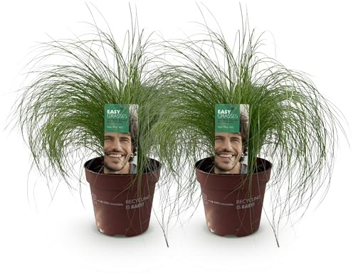 GreenboutiQ - Ziergräser - Stipa tenuifolia Pony Tails - Grün - 2 Pflanzen - Immergrün - Wenig Pflege - Topf 17cm Höhe 50cm