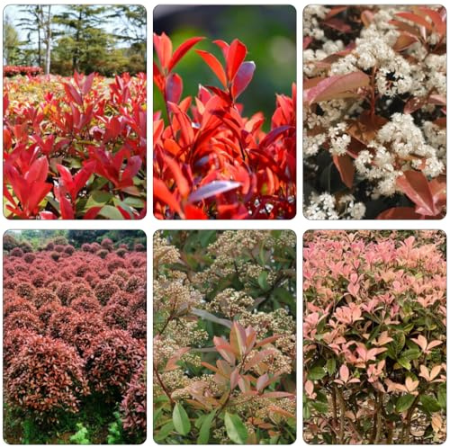 Photinia red robin cortadas balcón parterre de semillas de prados silvestres balcón jardín bonsái silvestres semillas primavera en 700pcs