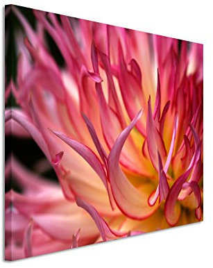 Paul Sinus Art Kunstfoto auf Leinwand 60x40cm Naturfotografie – Großaufnahme einer rot orangen Dahlie auf Leinwand exklusives Wandbild moderne Fotografie für ihre Wand in vielen Größen