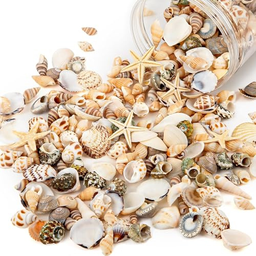 FAYAHAR 200 Pezzi Conchiglie Decorative, Conchiglia Naturale Marine Miste, Conchiglie da Spiaggia, Lumache di Mare, Stelle Marine, per Artigianato, Decorazione, Artigianato Fai da Te
