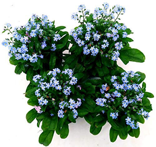 POWERS TO FLOWERS - MYOSOTIS, NONTISCORDARDIME' AZZURRO, 4 PIANTE, piante vere