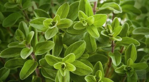 Marjoram, Herb 50 Seeds, Non-GMO: Only Seeds