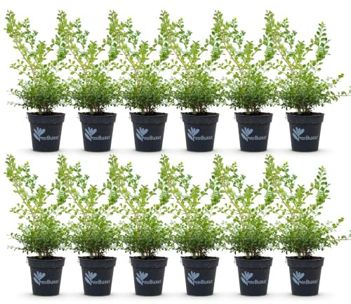 Plantas de Boj Resistente, para Setos, Verde, Pack de 12, Maceta 13cm