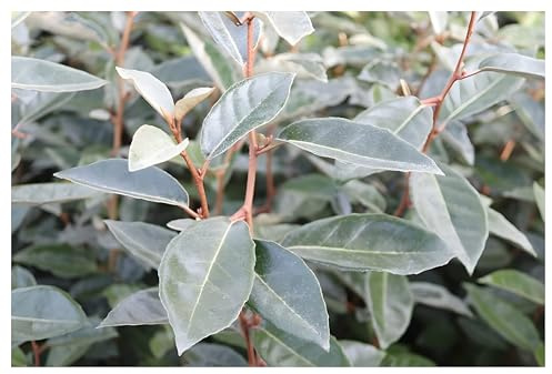 Stauden Gänge 3 x Elaeagnus ebbingei Wintergrüne Ölweide winterhart | Winterharte Heckenpflanze für Sonne bis Halbschatten, Blüte Ende, mehrjährig, schnittverträglich, 9x9 cm Topf