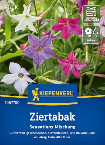 Kiepenkerl Ziertabaksamen Sensations Mischung 1067700, Sommerblumensaat | Duftend, einjährig, Beet- und Balkonblume, Höhe 40-60 cm, Blüten in Weiß, für Beet & Balkonkasten