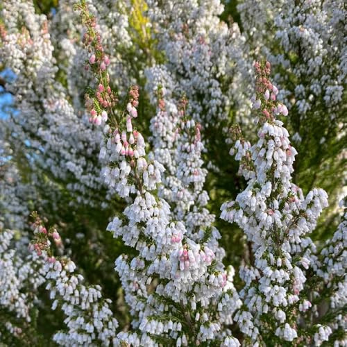 semillas de brezo, graves Erica carnea, resistentes para el jardín semillas de variedades antiguas 550pcs