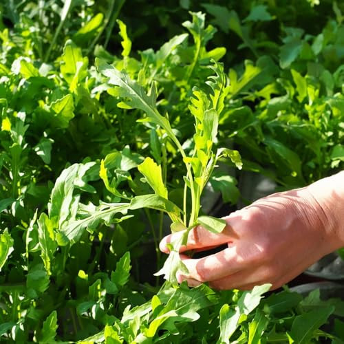 semi di rucola resistente - rare vecchie varietà aiuole rialzate per giardino balcone 250pcs