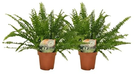 Nephrolepis Krausfarn – 2 Pflanzen – ca. 30cm hoch – Ø12cm – Zimmerpflanzen mit gefiederten Blättern – Pflegeleichte Farne für Wohnzimmer & Büro – Luftreinigende Grünpflanzen