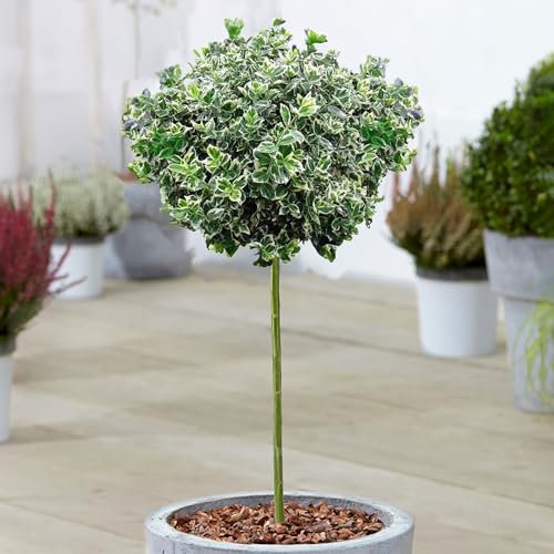 Euonymus Emerald Gaiety - Fortune's Spindle Tree - Potted Ornamental Patio Trees - Ideal for Small Gardens, Patios and Pathways - Evergreen Variegated Foliage Leaves (70-80cm Incl. Pot)