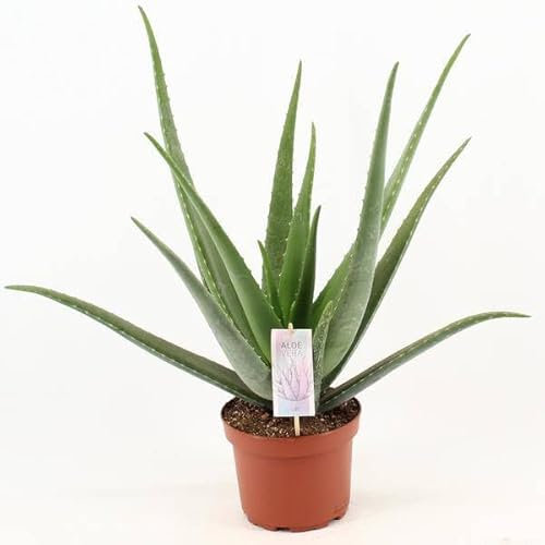 Aloe Vera – Echte Aloe – Zimmerpflanze – Ø19cm – ca. 70cm hoch – pflegeleichte Sukkulente für Wohnung, Büro & Balkon