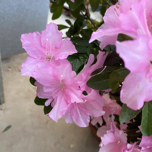 semi resistenti di azalea resistenti, decorativi di rododendro vero, arbusti arbusti a crescita rapida, arboree da giardino perenni 40pcs