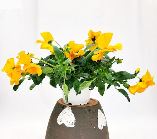 POWERS TO FLOWERS - VIOLE DEL PENSIERO, VIOLA A FIORE PENDULO ARANCIONE, SET 2 PIANTE VASO 12CM DIAMETRO, piante vere