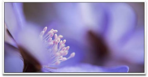 blaue Blume ca. 130x70cm Wandbild inklusive Schattenfugenrahmen weiss - Panorama Leinwand Bild XXL Format Wandbilder Wohnzimmer Wohnung Deko Kunstdrucke