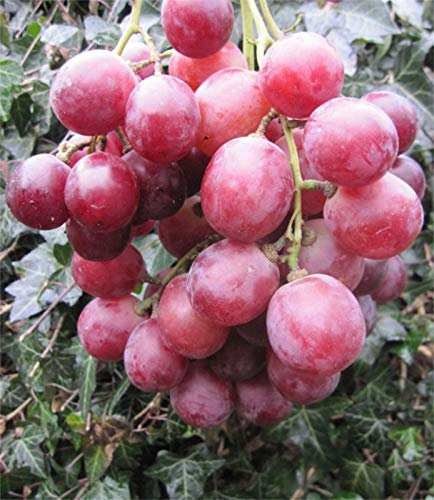Vitis vinifera Chasselas Royal rose - rosé Weintraube Tafelraube - kernarm - veredelt mit Neuaustrieb