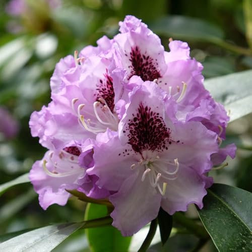 YouGarden Rhododendron 'Hybrid Lilac', Established Plant in 15cm Pot, Ready to Plant, Evergreen Shrub, Early Spring Flowering Plant