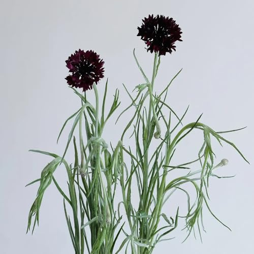 Semi di fiordaliso, Centaurea cyanus, da giardino resistenti semi di per esterno resistenti all'inverno 80pcs