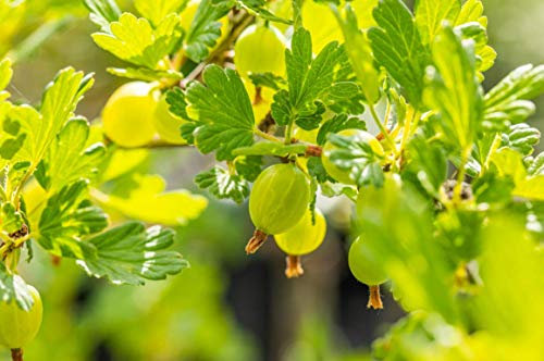Ribes uva-crispa grünfruchtig Busch 40–60 cm – Winterhart, Mehrjährig, Pflegeleicht – Stachelbeere – Obststrauch für Garten & Naschhecke