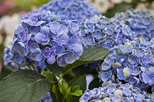 Hydrangea macrophylla 'Hovaria Hopcorn' 30–40 cm – Winterhart, Mehrjährig, Pflegeleicht – Hortensie – Zierstrauch für Garten & Kübel