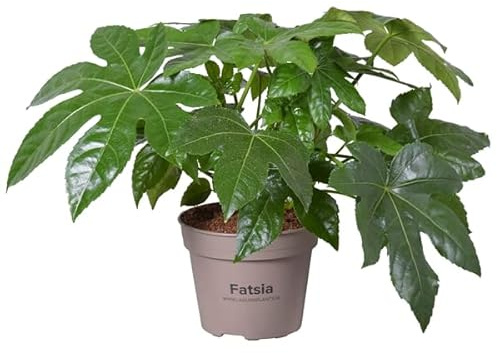 Fatsia Japonica Natural Planta de Interior o Exterior