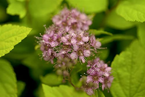 Japanische Spiere Spiraea japonica Goldflame 20-30 cm winterhart | Farbenfrohes Laub, Bienenweide, sonniger Standort, schnittvertraeglich, ideal fuer Beet, Rabatte und Vorgarten