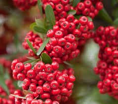 Confezione di nuovi semi di albero di Pyracantha rosso fresco da 10