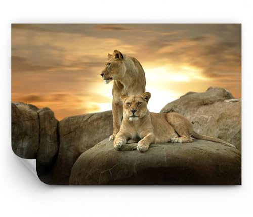 ARTTOR Papel pintado de papel no tejido Standard - Leones puesta de sol rocas garras - 300x210 cm - Fotomurales Moderna Decorativos Papel tapiz fotográfico Dormitorio Para la sala - WF1AA300x210-2958