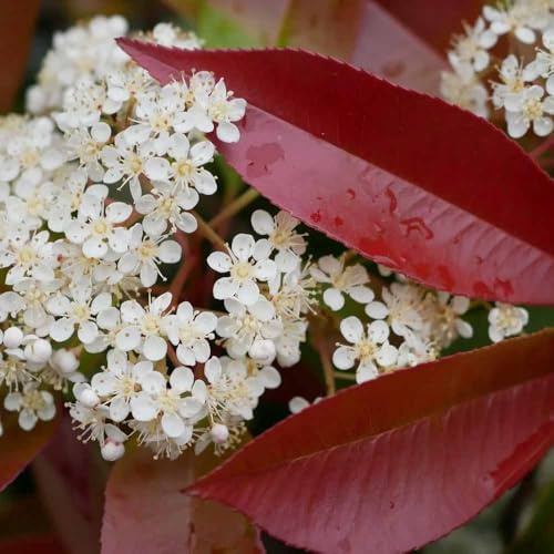 semillas de aligustre brillante rojo petirrojo - petirrojo rojo en resistentes - Serie Raras - semillas de bonsái 500pcs
