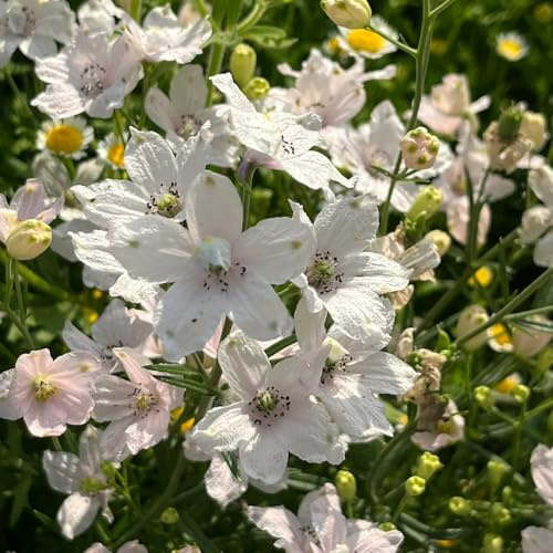 semi di delphinium resistente perenne - delphinium - giardino, d'appartamento di campo da balcone, recisi 60pcs