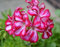 90 graines de géranium lierre rouge