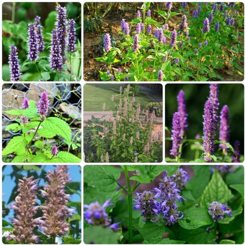 duftnessel herbstblumen winterhart, wildkräuter duftnesselsamen bio steingartenpflanzen winterhart gartenblumen heilkräuter 500pcs